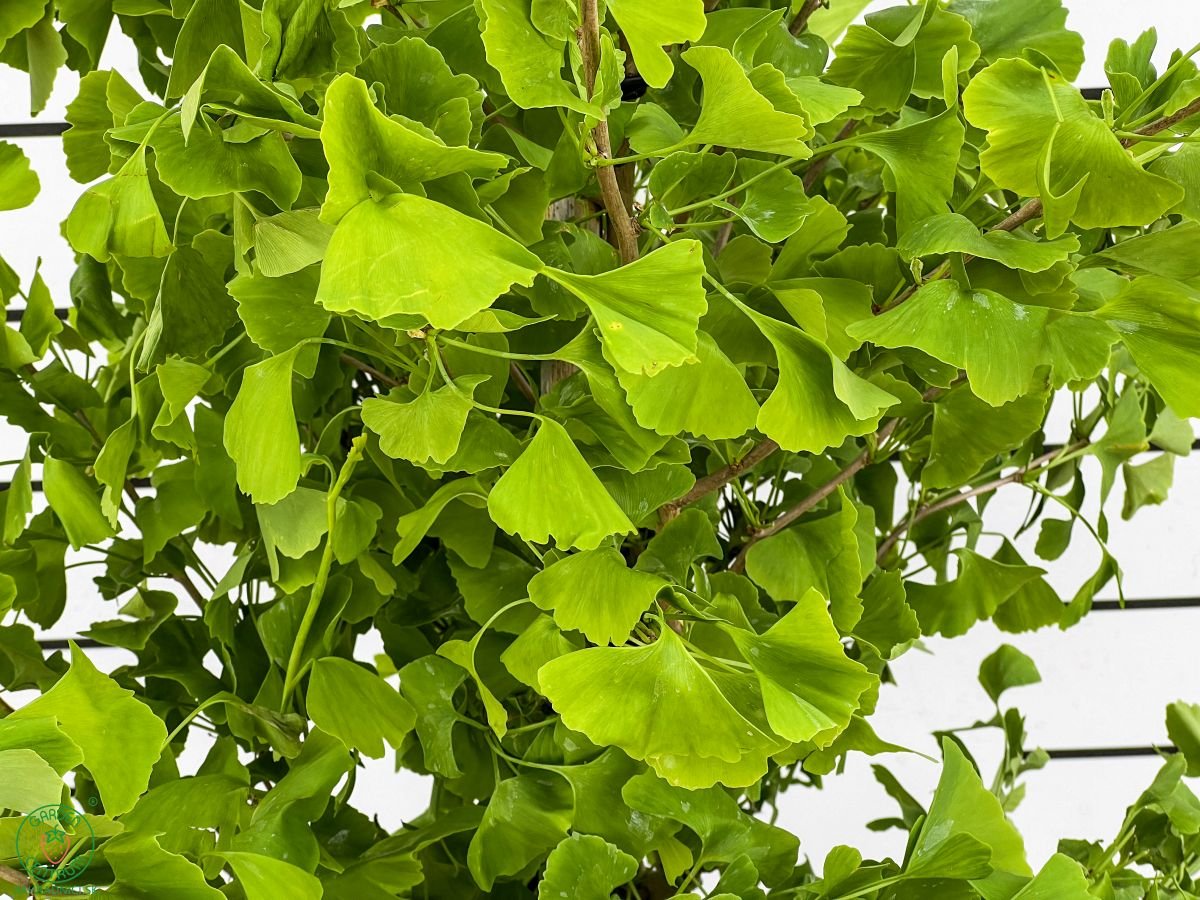 ginko2 001