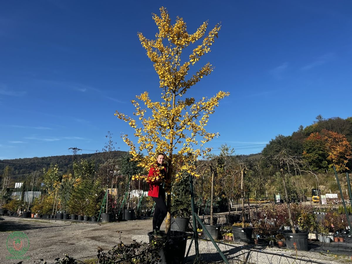 ginko 004