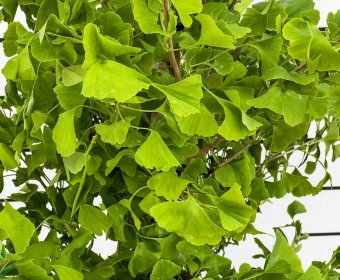ginko2-001