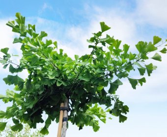 ginko2-006