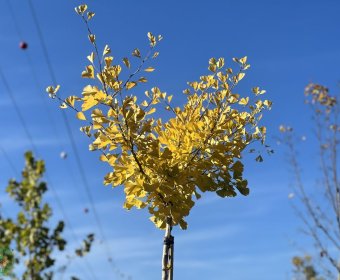 ginko2-007