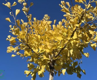 ginko2-008
