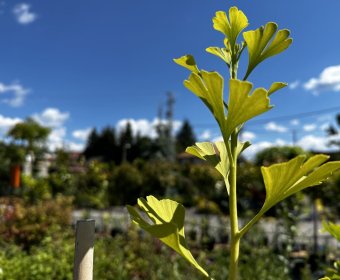 ginko2-013