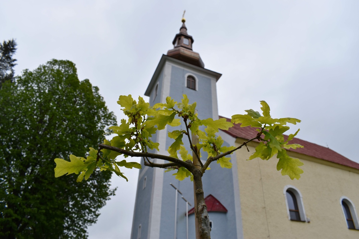 strom pokoja vysoka nad kysucou 001