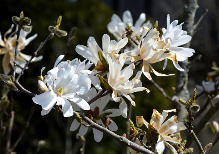 magnolia druhy 3