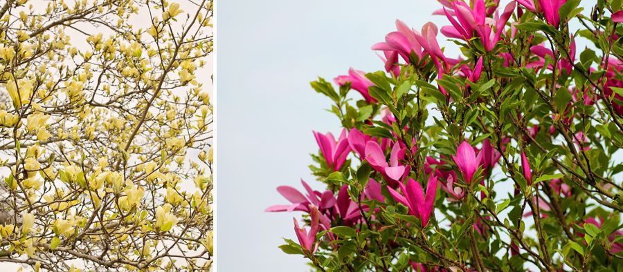 vyber magnolia