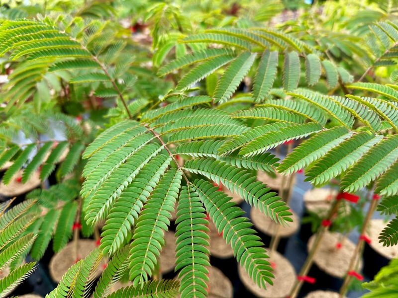 albizia12