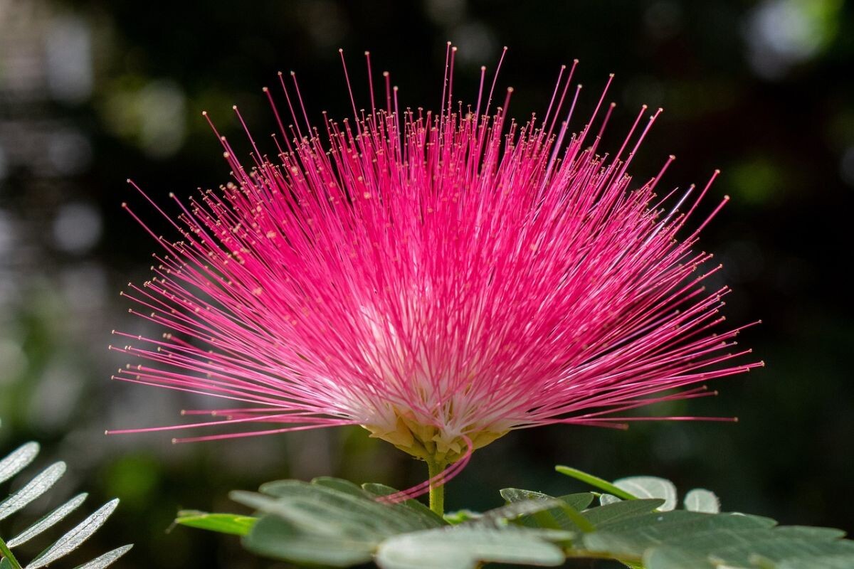 albizia4