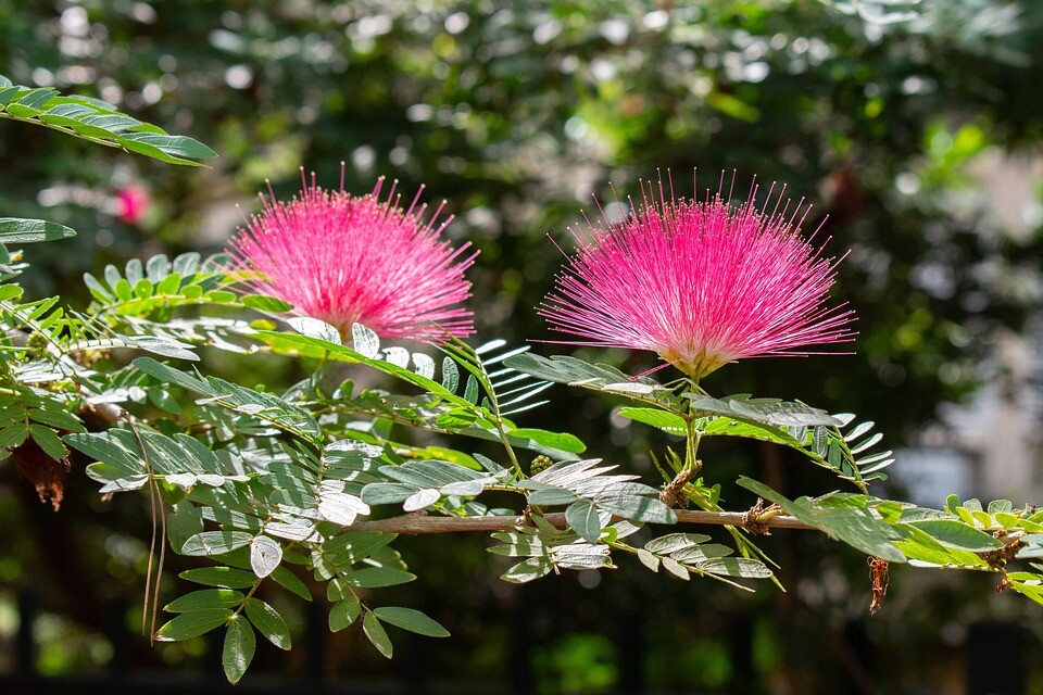 albizia5
