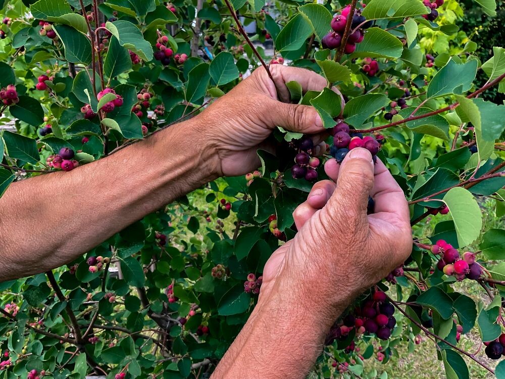 Hands of swarthy old man picking berries on tree in the garden. High quality photo