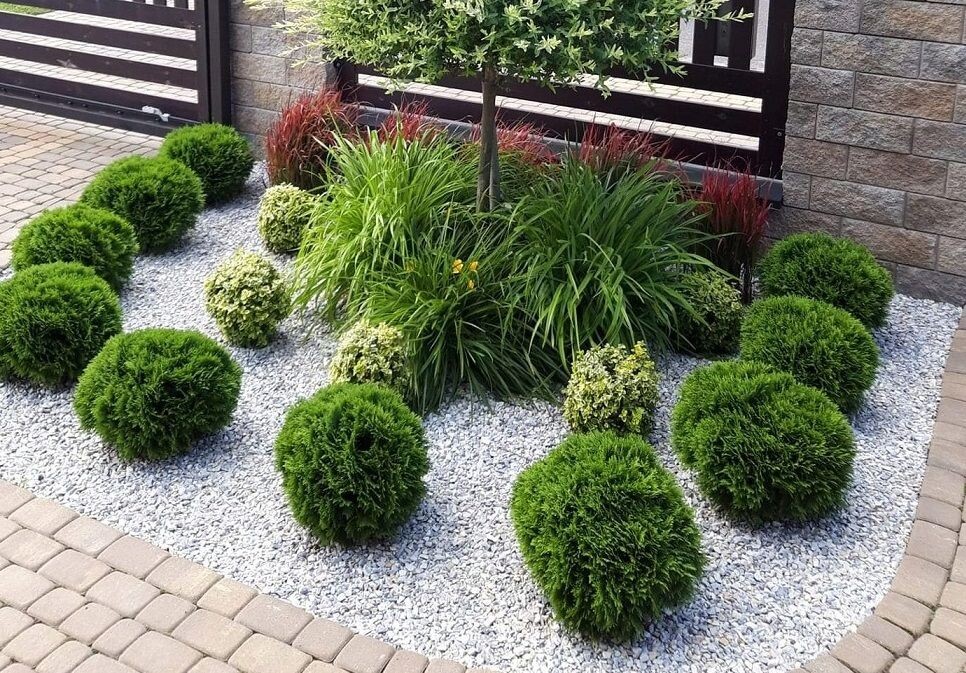 danica thuja