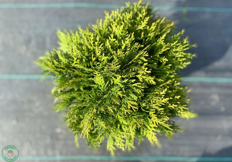 danica thuja2