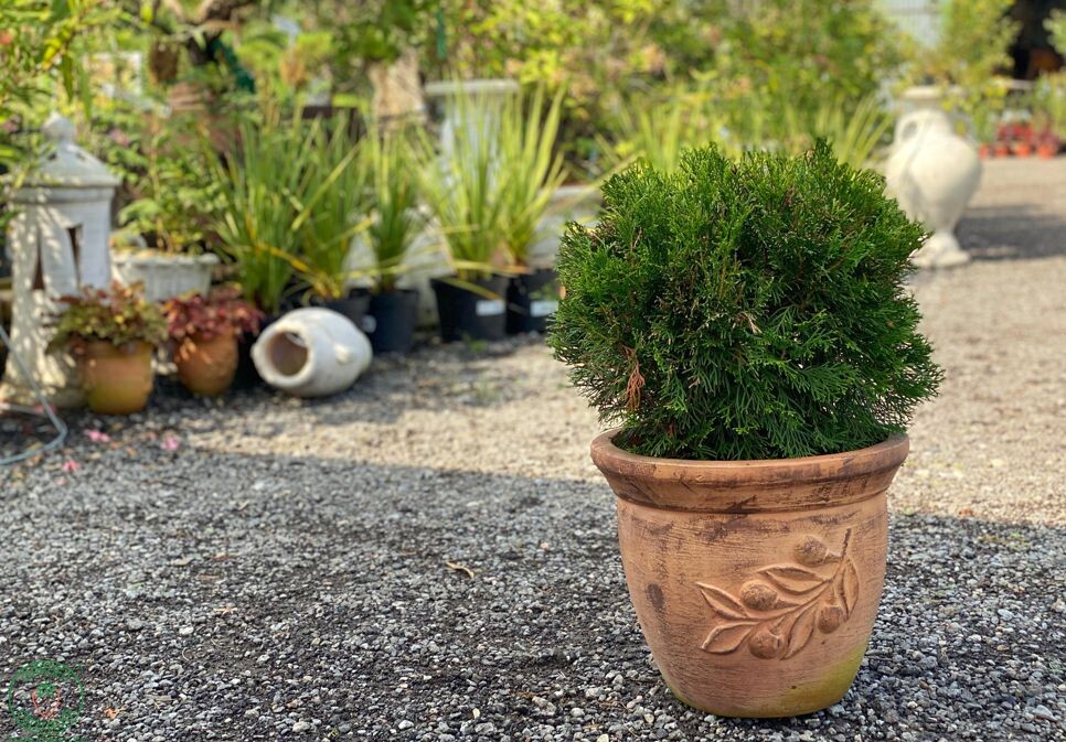 danica thuja4