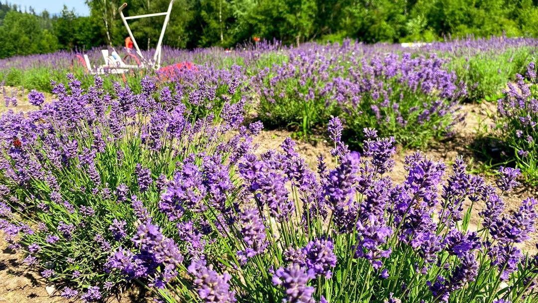 levandula carovna lika
