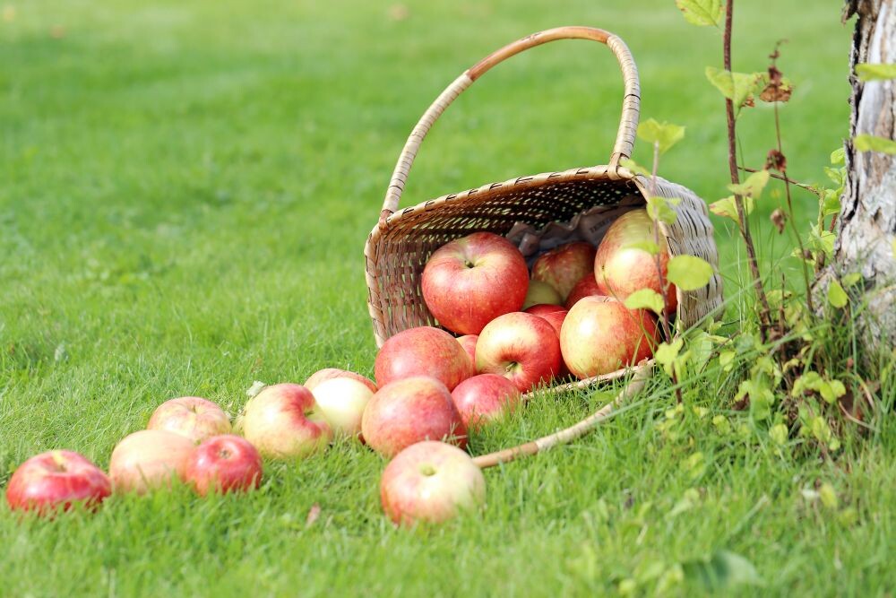 Lots of apples from a basket lying on a grass near a tree 