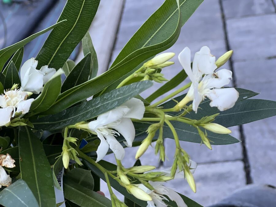 oleander pestovanie 002