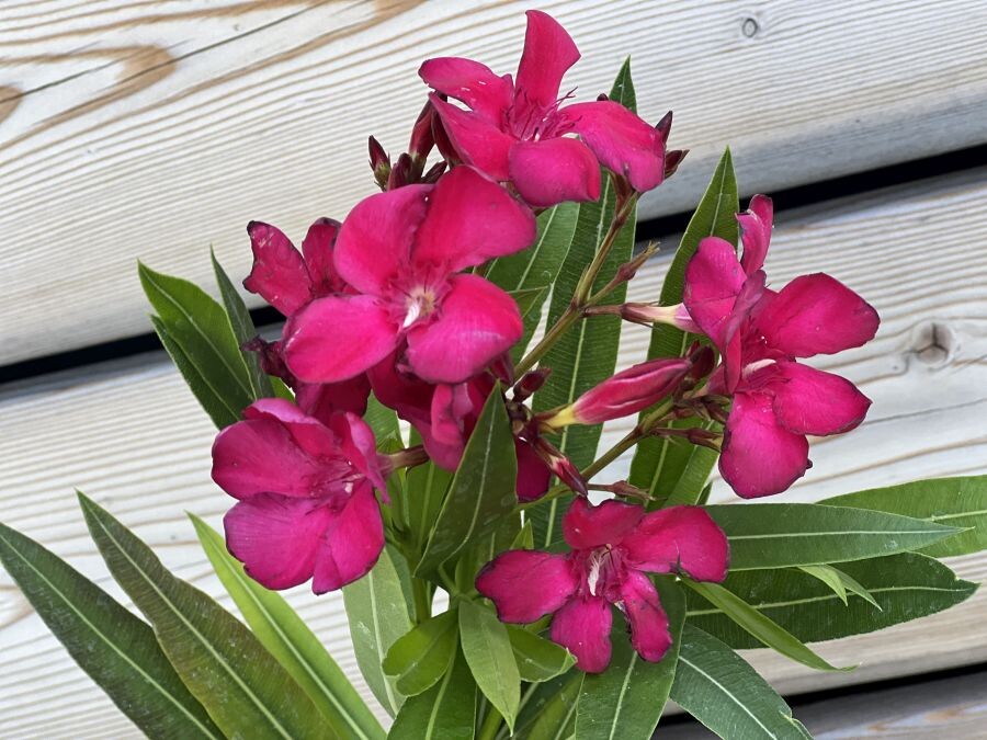 oleander pestovanie 003