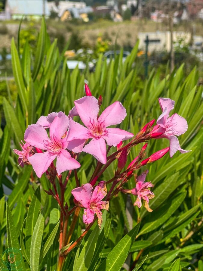 oleander pestovanie 007