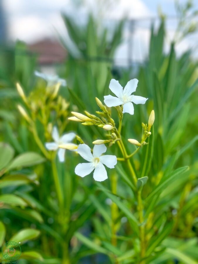 oleander pestovanie 008