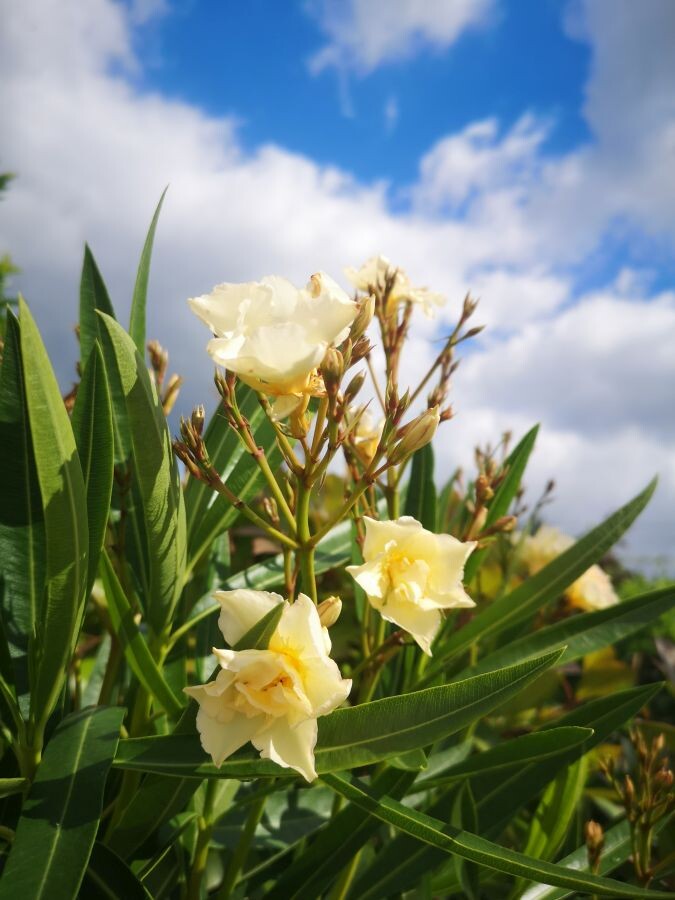 oleander pestovanie 010