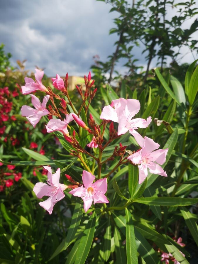 oleander pestovanie 011