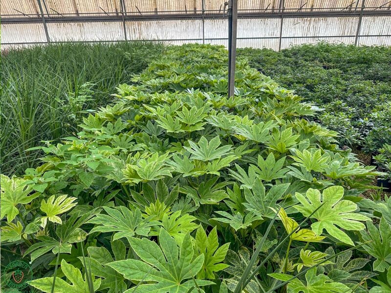fatsia2