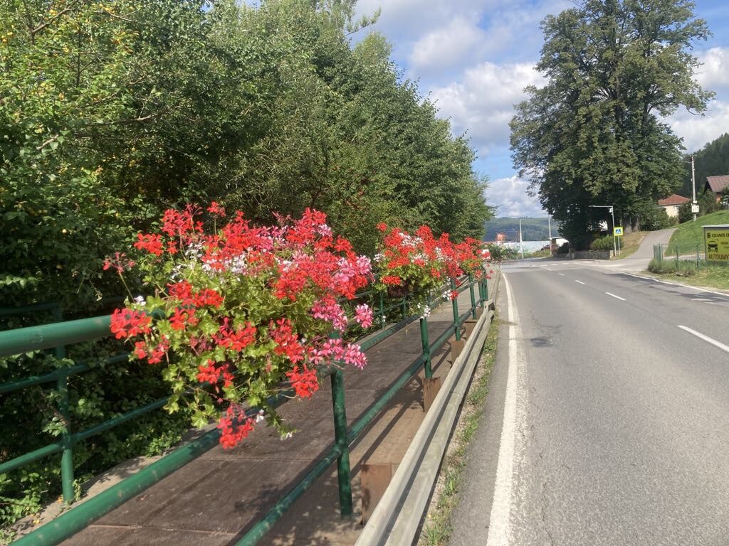 rozkvitnuty zborov kysuce004
