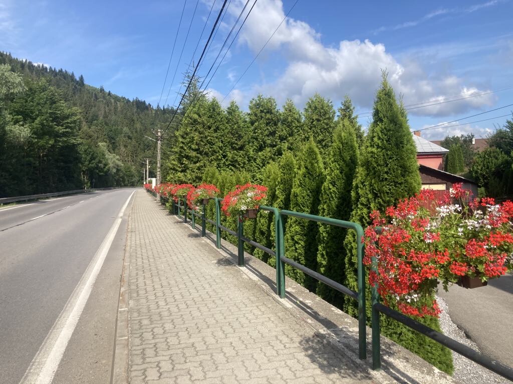 rozkvitnuty zborov kysuce021