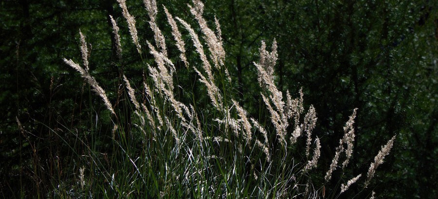 calamagrostis okrasne travy
