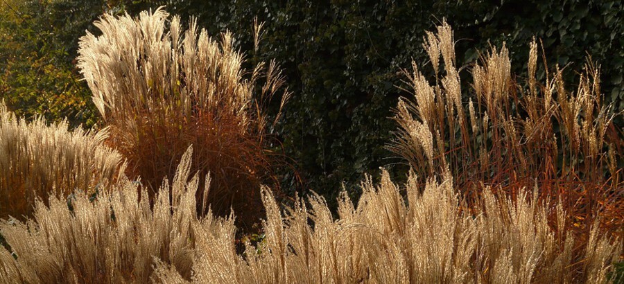 miscanthus okrasne travy