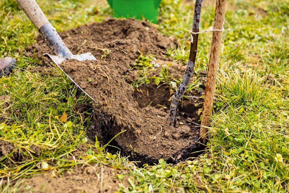 Close up of gardener planting tree, digging with spade. Male peasant wearing blue jeans and plaid shirt taking care of plants in orchard in spring, Concept of plants growing.
