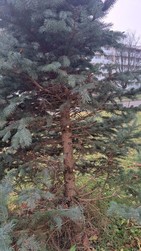 strom1