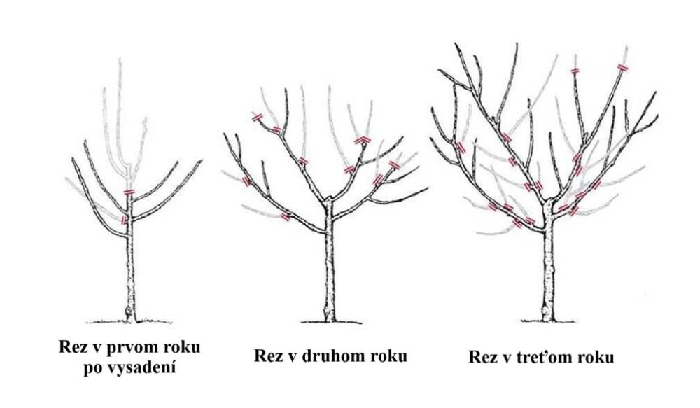 rez ovocne stromy 009