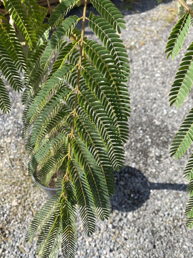 albizia pestovanie 002