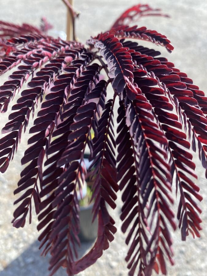 albizia pestovanie 005