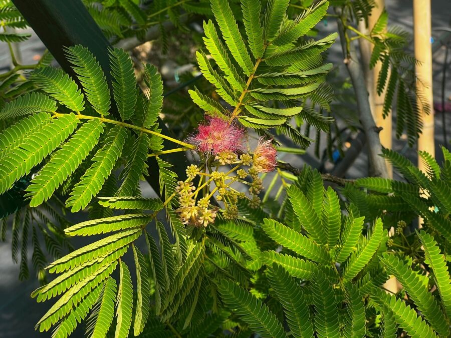 albizia pestovanie 008