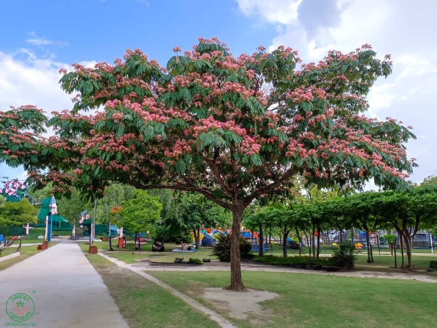 albizia pestovanie 009