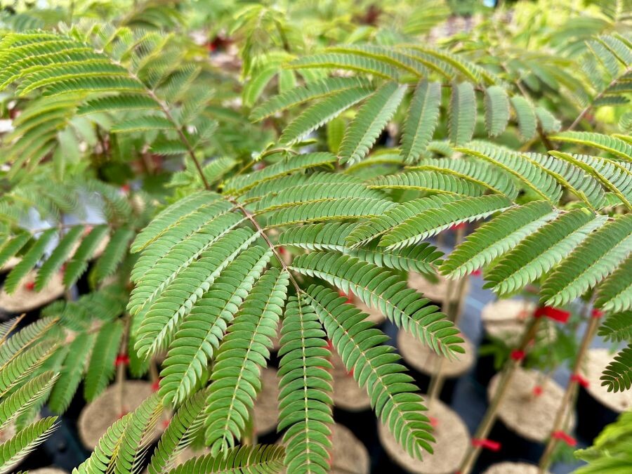 albizia pestovanie 010