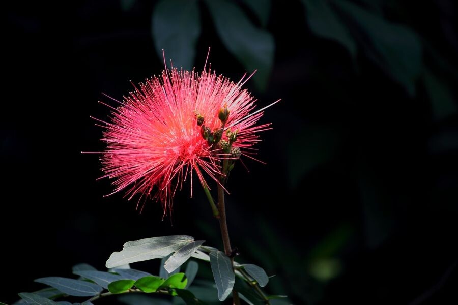 albizia pestovanie 011