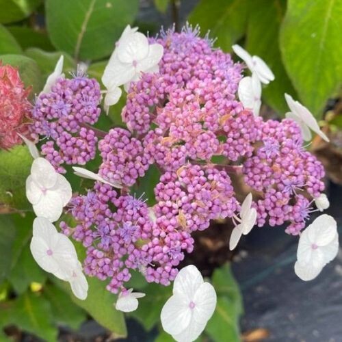 hortenzie 013