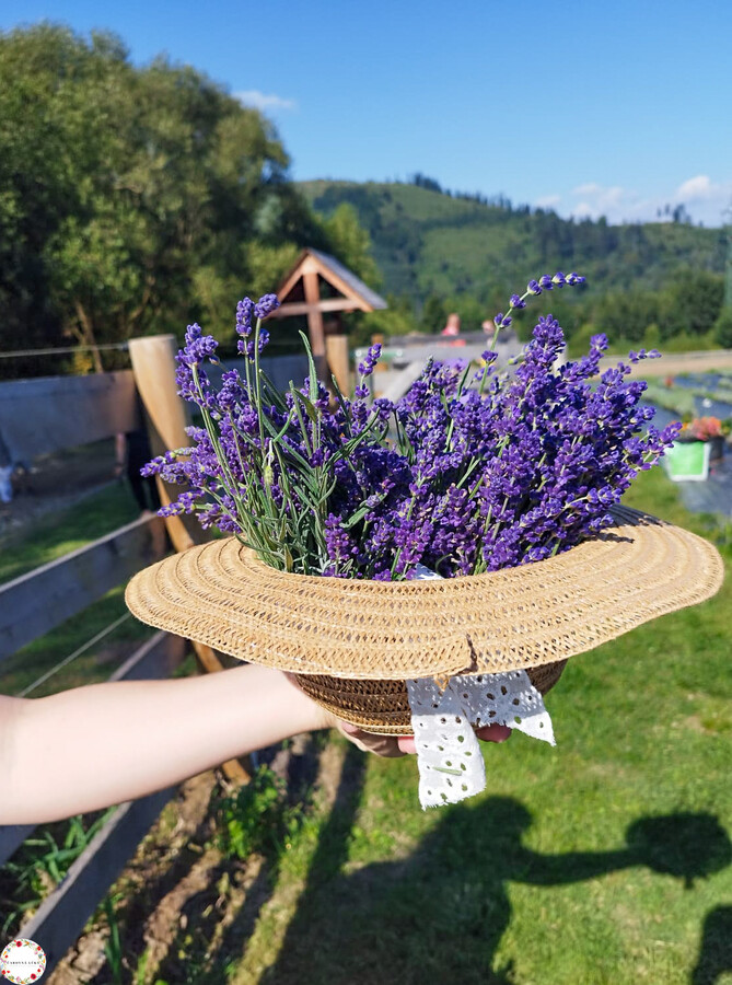 levandula carovna luka