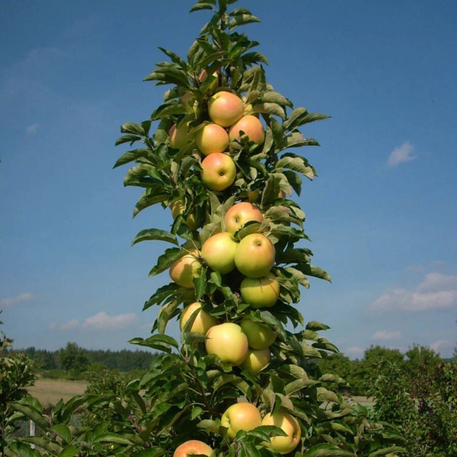 pestovanie stlpovite stromy 004