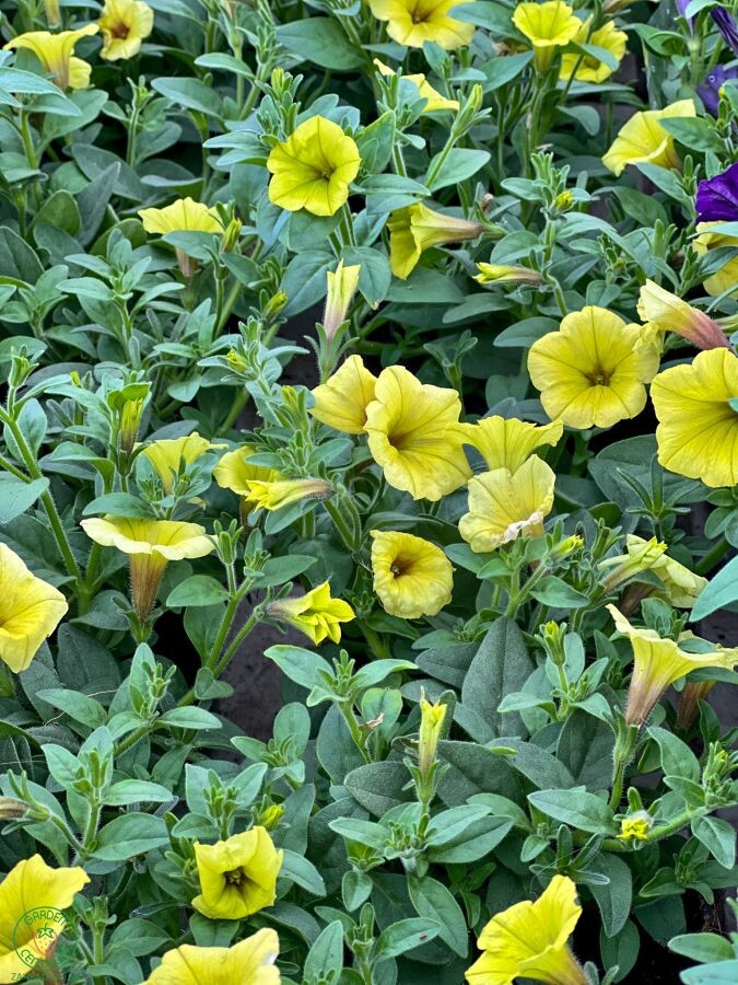 supertunia vista 001