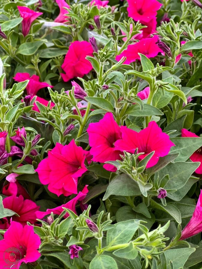 supertunia vista 002