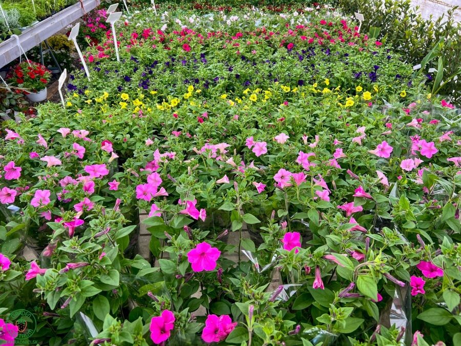 supertunia vista 008