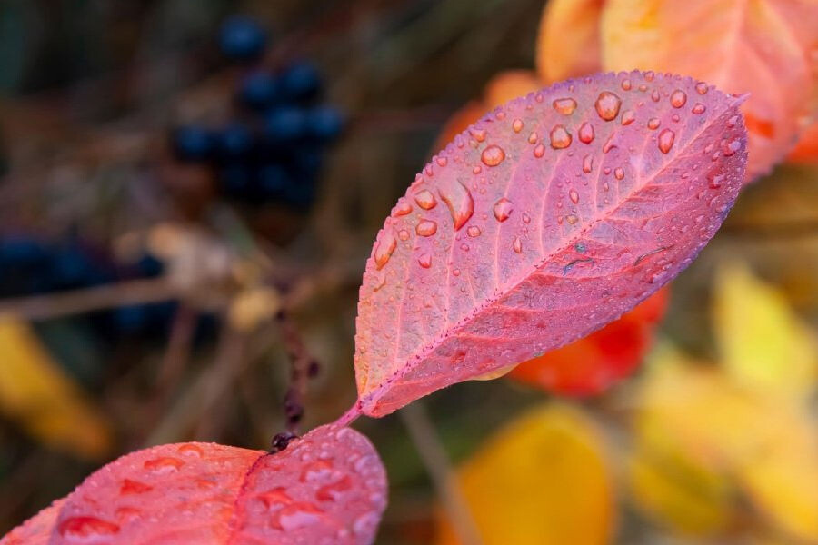 aronia 003