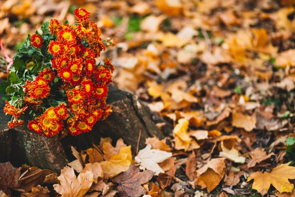 Orange chrysanthemum flowers on the background of fallen leaves.