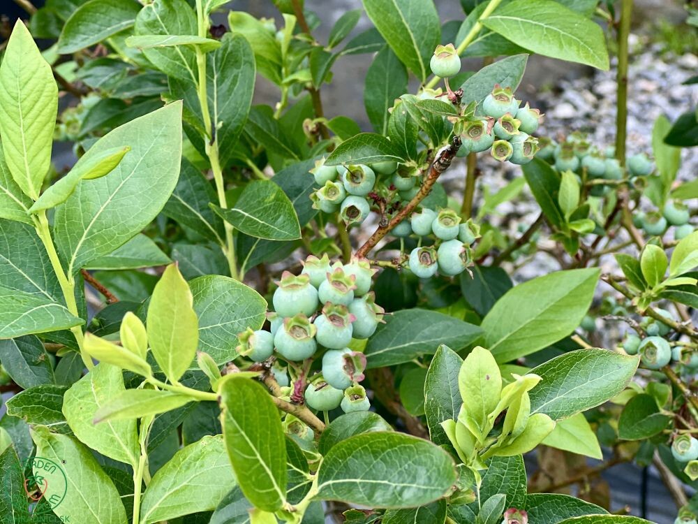 cucoriedky 003