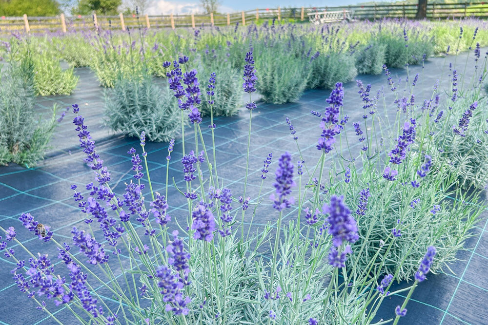 levandula zber