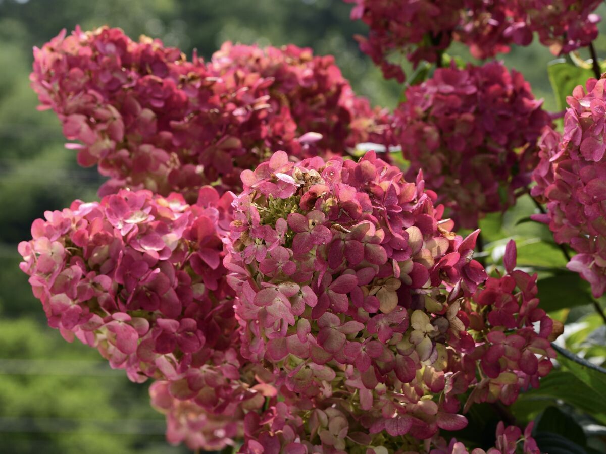 Quickfire hydrangea